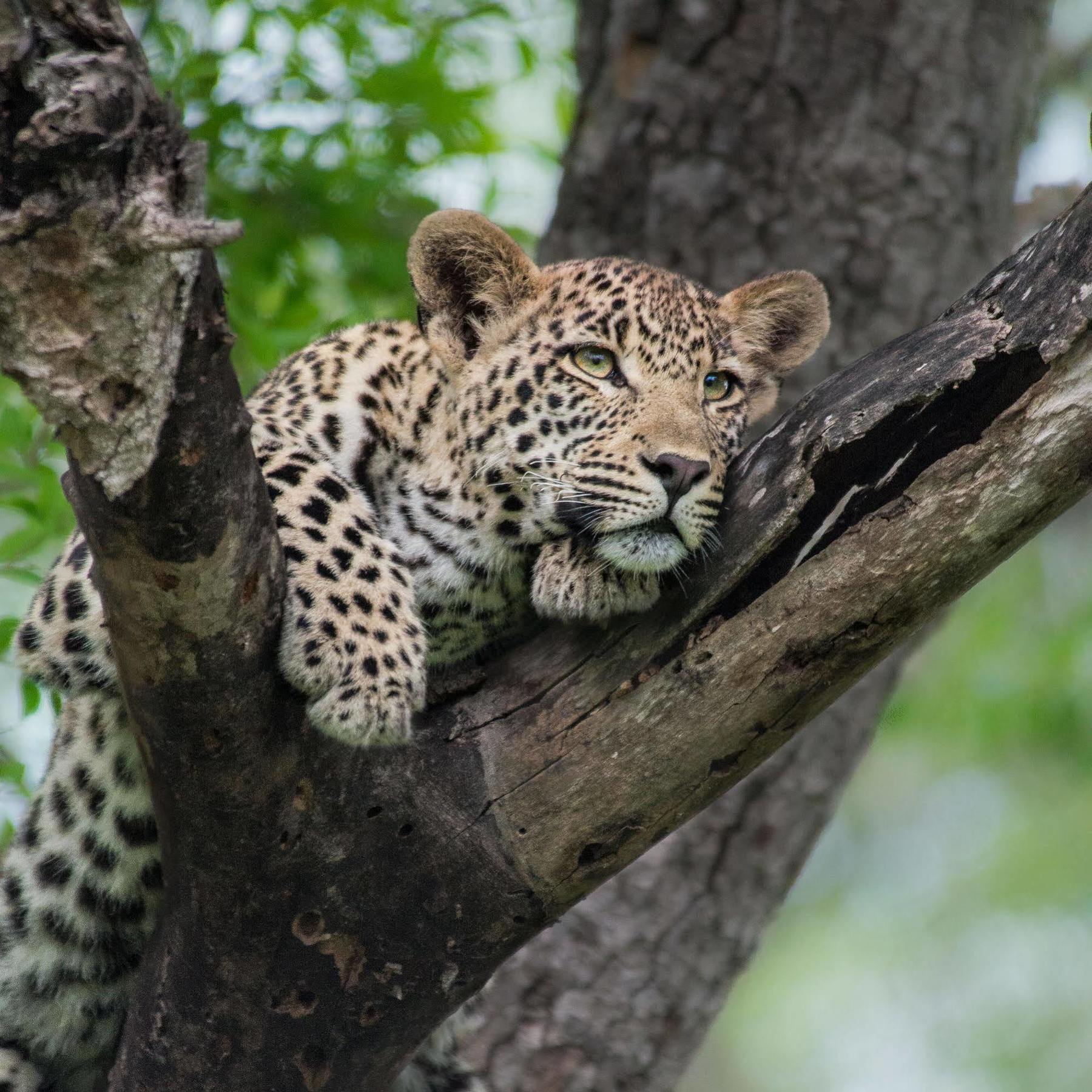 Lion Sands - Tinga Lodge Skukuza Exterior photo