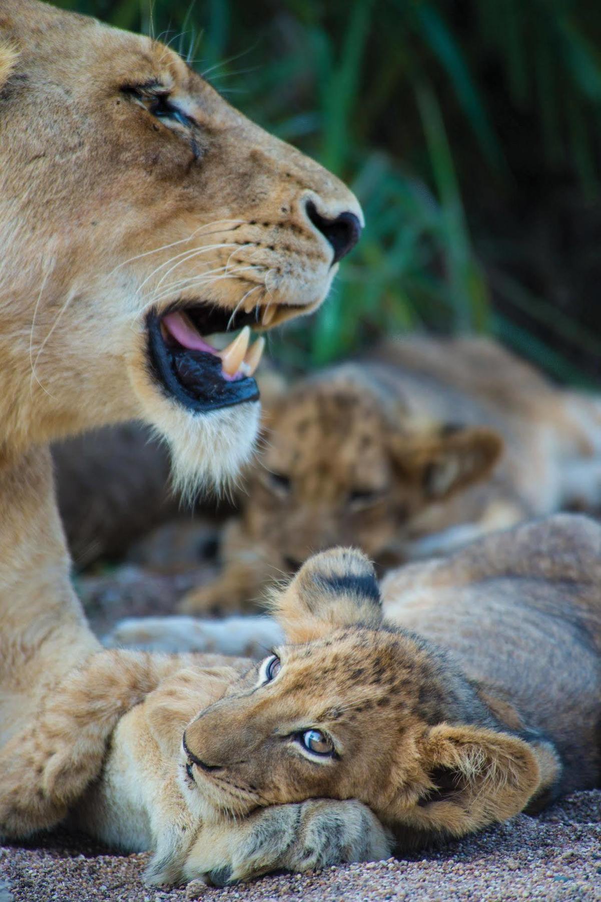 Lion Sands - Tinga Lodge Skukuza Exterior photo